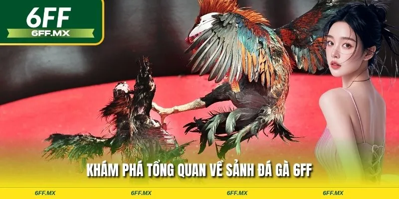Khám phá tổng quan về sảnh đá gà 6FF