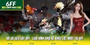 Đá gà cựa sắt 6FF - Loại hình chọi kê khốc liệt nhất tại 6FF